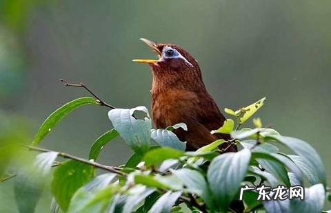 怎样练习画眉鸟叫声