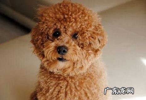 怎样练习小狗泰迪