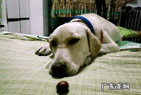 怎样练习狗狗玩球球？简略几步就练习成功！