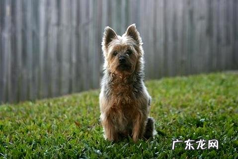 怎样练习狗狗玩球球？简略几步就练习成功！