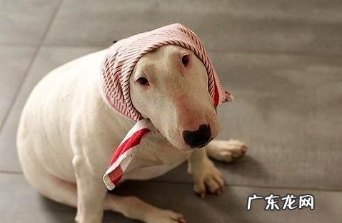 斗牛师怎样练习牛的