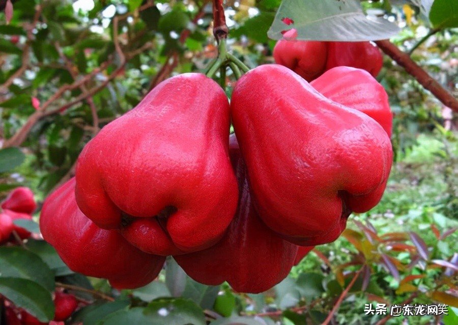 到台湾必买的13个特产零食 台湾有什么好东西值得买