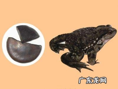 关于中药蟾酥的效果和毒性,如何正确对待和使用?