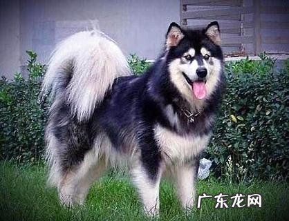 怎样练习狗狗做动作