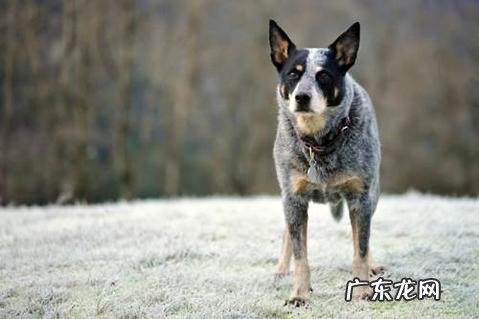 怎样练习小狗不扑人?