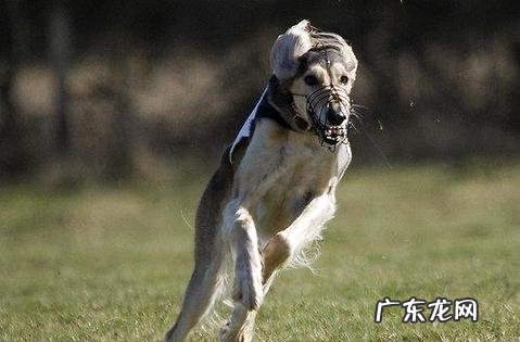 怎样练习一只好猎犬
