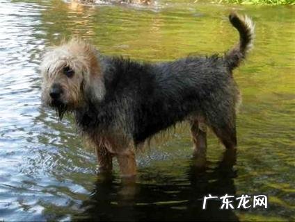 怎样练习一只好猎犬