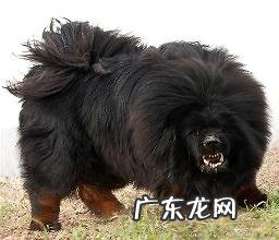 獒是怎样训练出来的