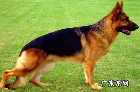 德牧大小便怎么练习