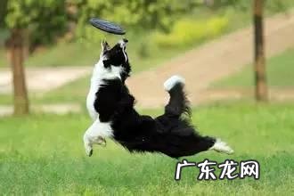 飞盘狗练习用的飞盘