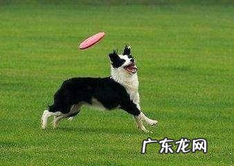 飞盘狗练习用的飞盘