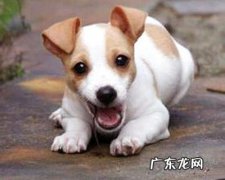 狗狗灵敏妨碍练习场针对性练习！这些项目点亮狗狗灵敏技术！