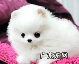 小博美犬的训练方法是什么?