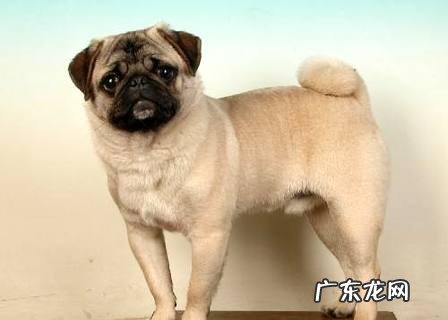 狗狗练习校园有用吗?都练习什么项目?