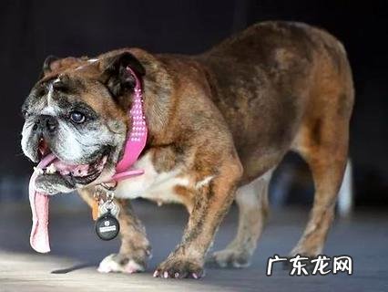 怎么训练狗的嗅觉?