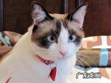 怎么练习猫上厕所?