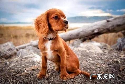 边境牧羊犬练习用品,一同来看看吧。