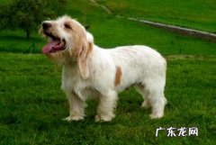 怎么样练习狗狗不舔人？