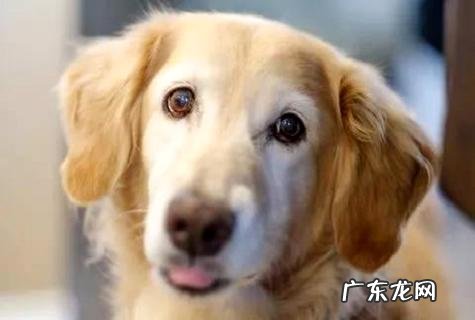 3个月小狗怎么练习