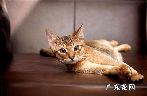 怎样练习狗狗嚼食物