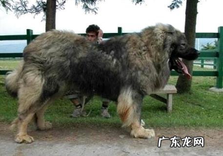 怎么练习高加索听话