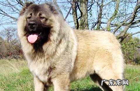 怎么练习高加索听话