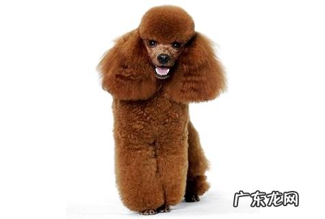 贵妇犬多大开端练习