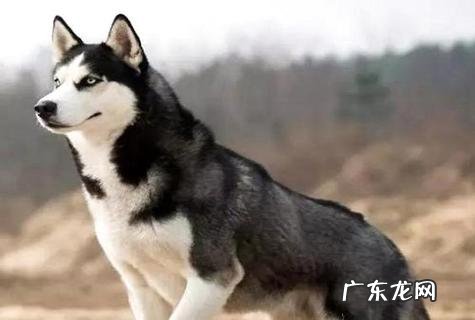 哈士奇怎样练习睡觉在狗窝里?