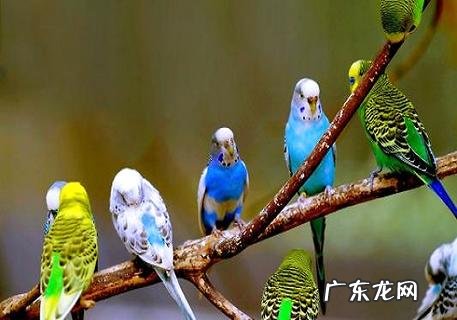 灰鹦鹉怎么练习说话呢?网友看了就会了