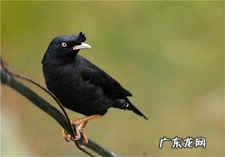 怎么练习雏鸟认主人呢?一同来看看吧!