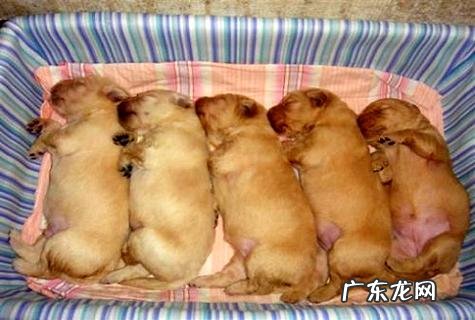 怎么练习金毛禁绝动?练习金毛应该留意什么?