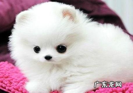 1岁博美狗怎样练习