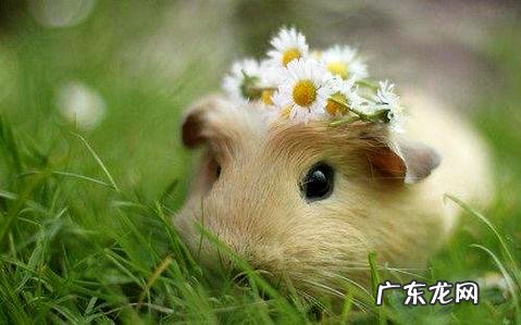 仓鼠怎样练习站起来?