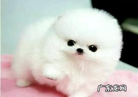 博美怎样练习它握手?