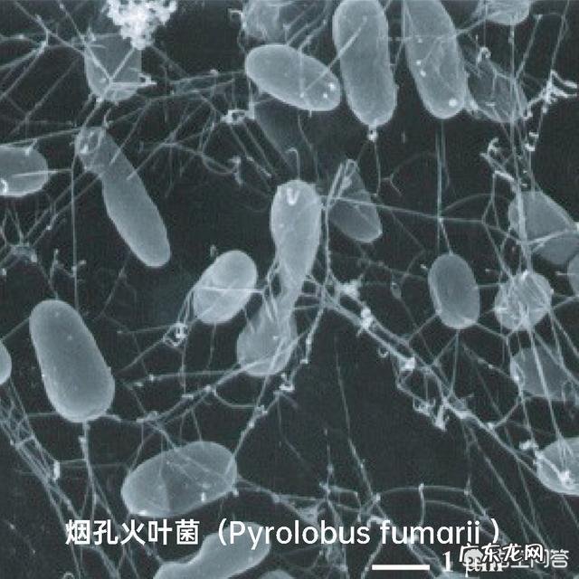 食物加热消毒杀菌后,死了的细菌变成了什么