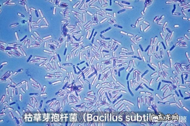 食物加热消毒杀菌后,死了的细菌变成了什么