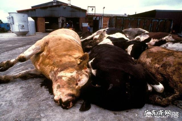 食物加热消毒杀菌后,死了的细菌变成了什么