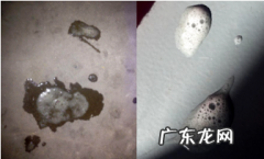 小狗吐逆是什么原因？调查一下就能自判！