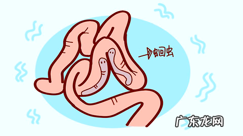 狗狗驱虫多久一次才适宜？养狗新手必看