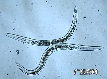 狗狗驱虫多久一次才适宜？养狗新手必看