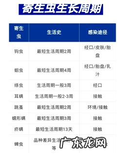 狗狗驱虫多久一次才适宜？养狗新手必看