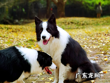 狗狗驱虫多久一次才适宜？养狗新手必看