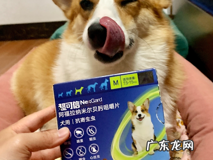 狗狗驱虫多久一次才适宜？养狗新手必看