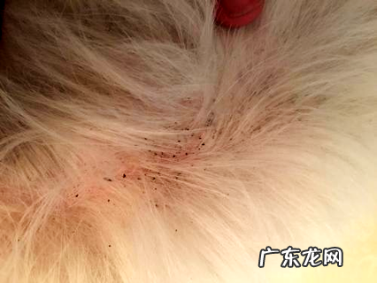 狗狗驱虫多久一次才适宜？养狗新手必看