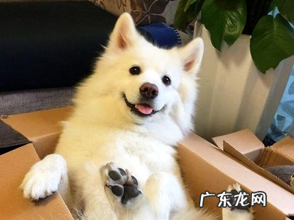 狗身上的跳蚤怎样去除 把握正确的除蚤办法~