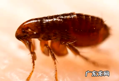 狗身上的跳蚤怎样去除 把握正确的除蚤办法~