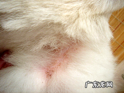 狗身上的跳蚤怎样去除 把握正确的除蚤办法~