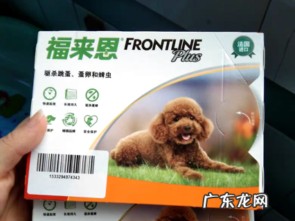 这些狗狗驱虫大误区 铲屎官你中了几个?