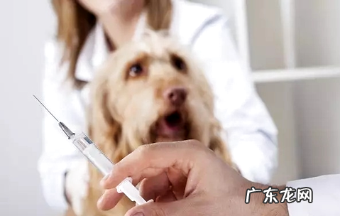 这些狗狗驱虫大误区 铲屎官你中了几个?