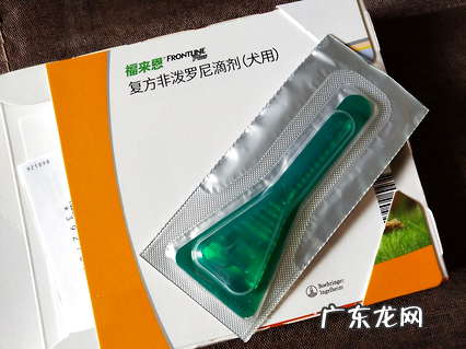 夏天寄生虫暴虐 究竟给狗狗驱虫多久一次?